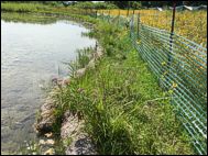 Mukwonago Park Shoreline Restoration Project